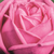 Rózsaszín - Nosztalgia rózsa - Romina®